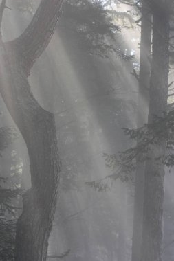 An outside shot during the day of The outline of Tree trunks in a forest with dappled light.