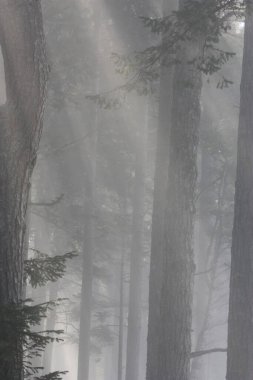 Taken in the afternoon a shot of forest bathed in dappled light.