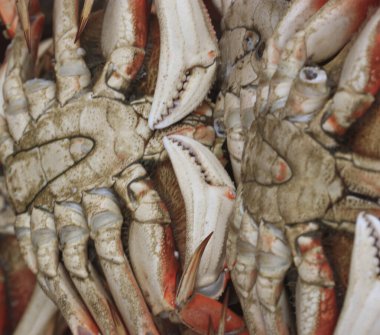 A group of lobsters for sale at a fish market.