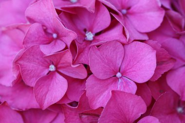 An outside close up shot of a pink hydrangea plant in bloom.