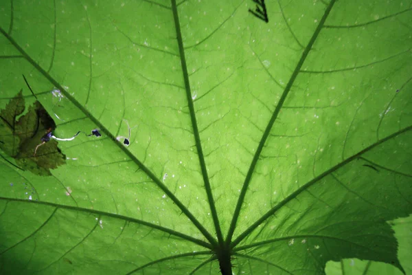 A close up shot with an unusual angle of under a giant leaf.