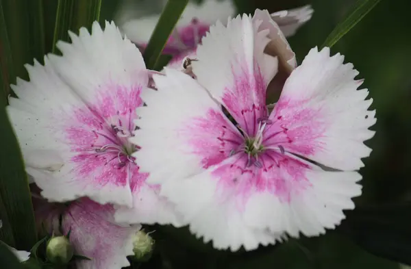 Flowering Dianthus Plant Pink White Jagged Petals Beach Garden — 图库照片