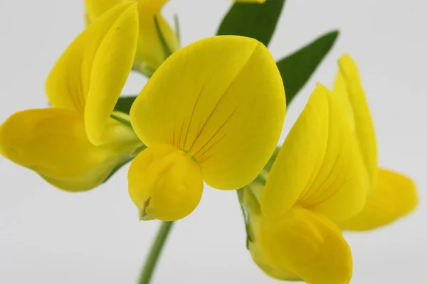 Close Shot Yellow Iris Blooming — 图库照片