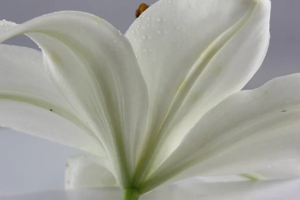 Close Shot Underside Back White Lily Taken Home Studio — 图库照片
