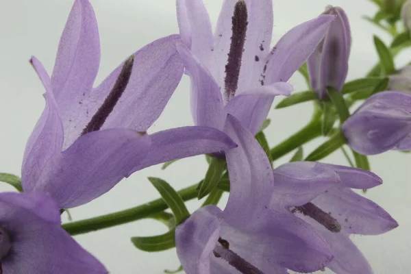 Close Side View Purple Bell Flowers — Stockfoto