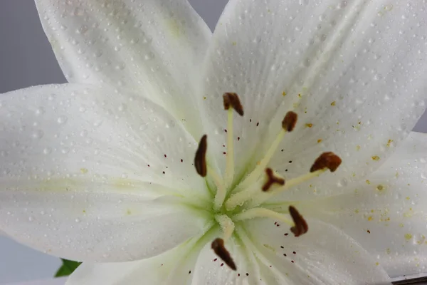 Close Shot Water Drops White Lily — 图库照片