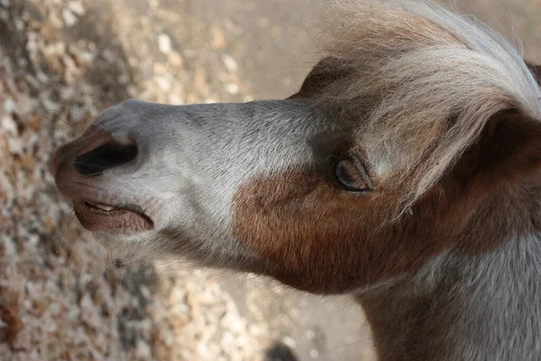 Portrait Old Brown Pony Munching Grass Petting Zoo — ストック写真