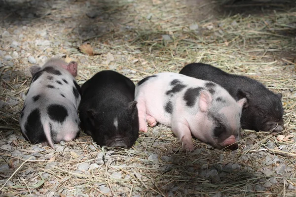 Four Fat Piglets Resting Ground Petting Zoo — Stock Photo, Image