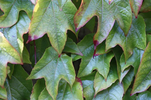 A close up shot taken outside of an English ivy vine.