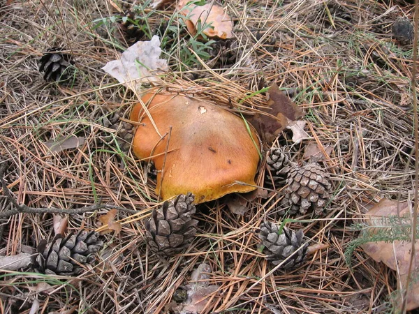 A mushroom between dry pine needles. A growing edible mushroom in the pine forests of Ukraine.