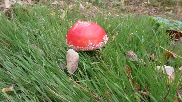 Close Bright Shiny Red Fly Fungus Very Poisonous Mushroom Grows — 图库照片