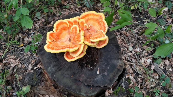 Yellow Non Edible Mushroom Stump Woods — 图库照片