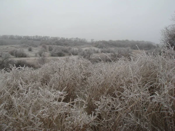 Frosted Grass Steppe Nature Ukrainian South Autumn — Photo