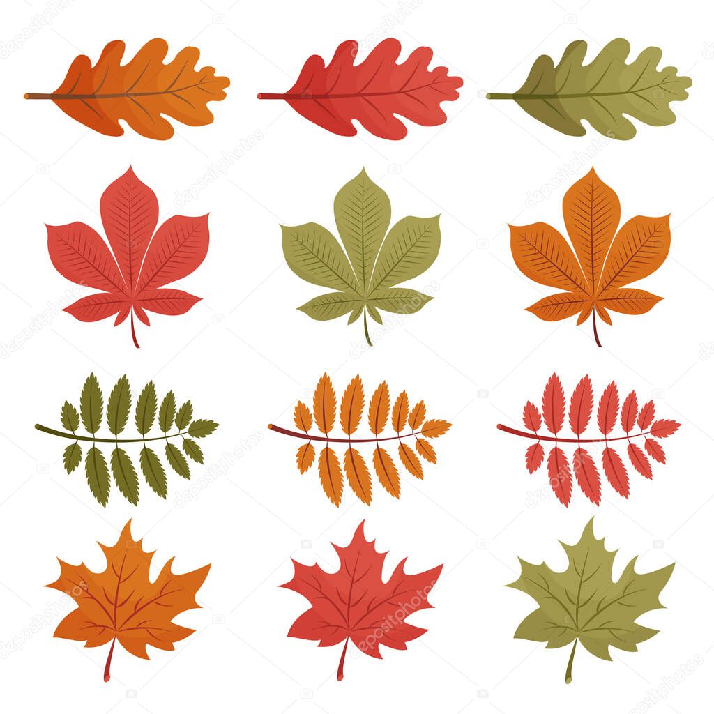 Set of autumn leaves. Isolated on a white background. Cartoon flat style, vector illustration.