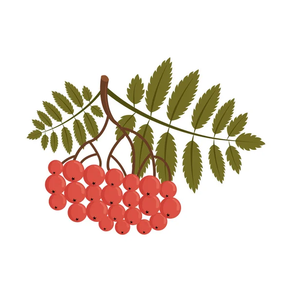 Autumn Rowan Branch Leaves Fruit Vector Isolated Illustration White Background — Stock Vector