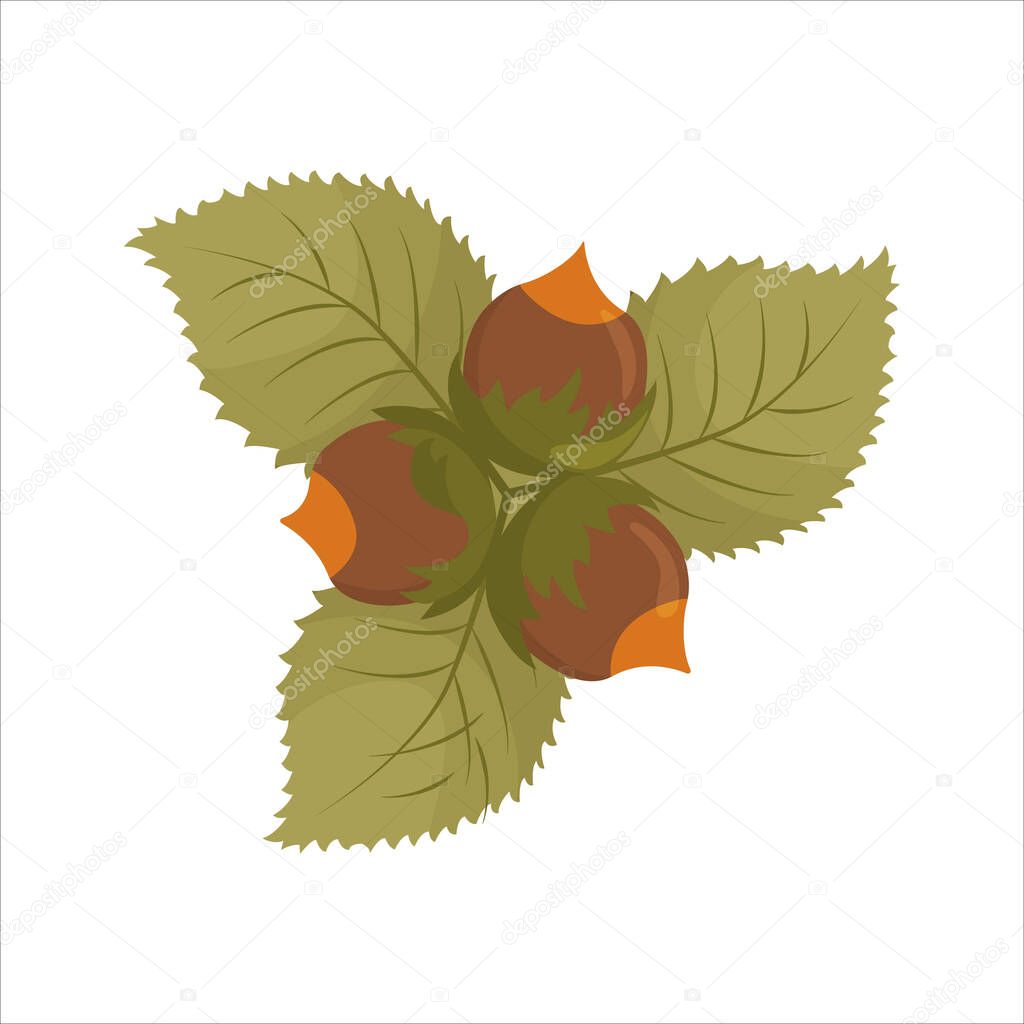 Hazelnut or hazel with leaves on a white background. Vector isolated illustration.