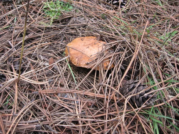 A mushroom between dry pine needles. A growing edible mushroom in the pine forests of Ukraine.