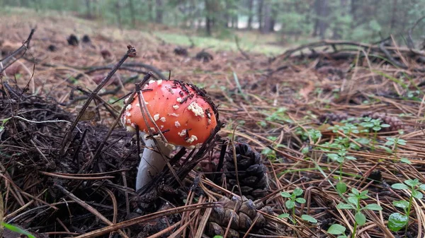 Close Bright Shiny Red Fly Fungus Very Poisonous Mushroom Grows — 图库照片