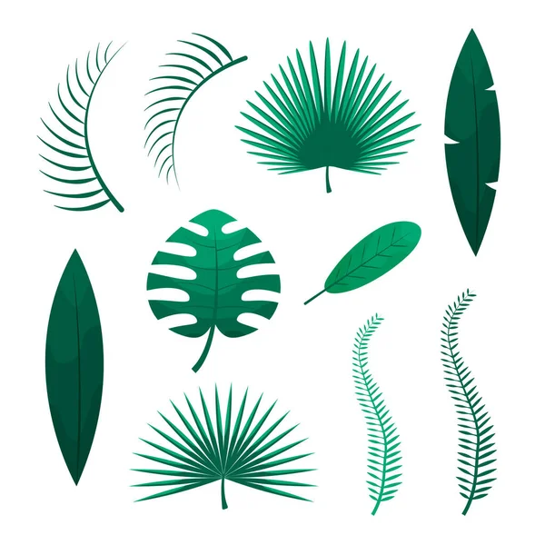 Ensemble Feuilles Tropicales Feuilles Palmier Jungle Verte Sur Fond Blanc — Image vectorielle