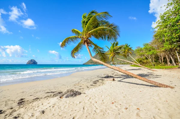 Caribbean Martinique Beach Coconut — 스톡 사진