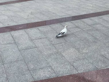 White pidgeon with black spots on granit sidewalk