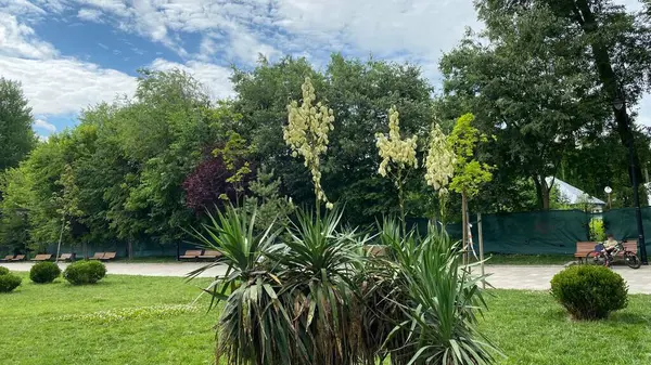 Hermosas Plantas Exóticas Día Verano Parque Público —  Fotos de Stock