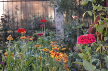 Güzel kırmızı ve sığ çiçekler bir bahçede