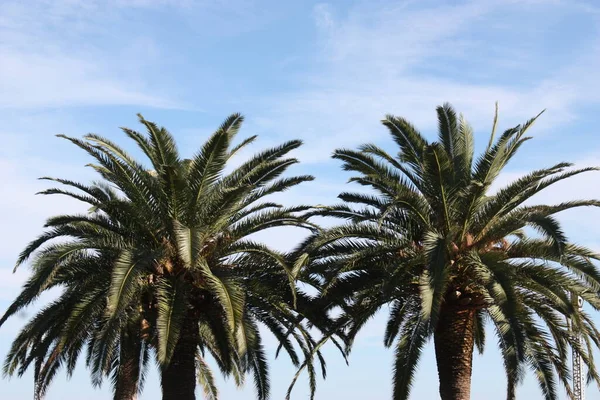 Two Palm Trees Blue Sky — Stock Photo, Image