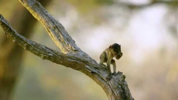 Pequeño Mono Bebé Trepando Árbol Madera Seca — Vídeos de Stock