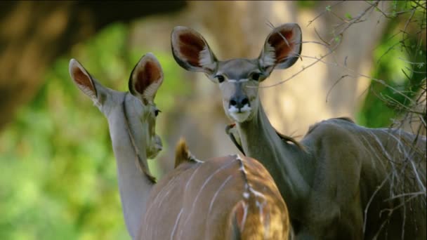 Dos Grandes Kudu Besándose África — Vídeos de Stock
