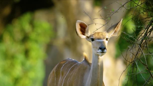 Gran Kudu Mirando Sospechosamente Cámara — Vídeos de Stock