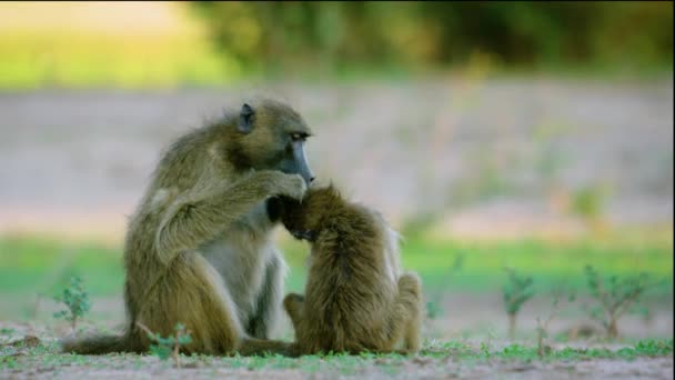 Mother Monkey Picking Lice Baby Monkey — ストック動画