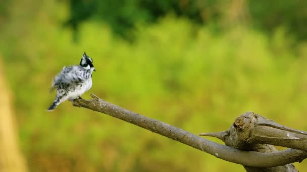 Pied Kingfisher Trzepocze Skrzydłami — Wideo stockowe