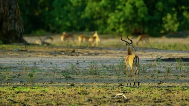 Close Deer Summer Deer Big Antlers Deer Antlers Deer Nature — Stok video