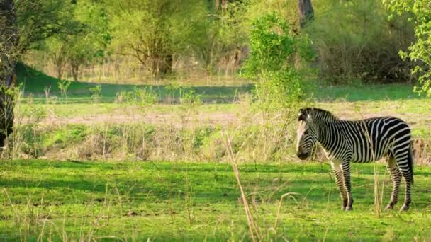 Beautiful Wild Zebra Walking Green Grasses Point View Black White — Stockvideo