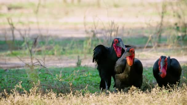 Three Southern Ground Hornbill Together Eating Insects Ground — Vídeo de Stock