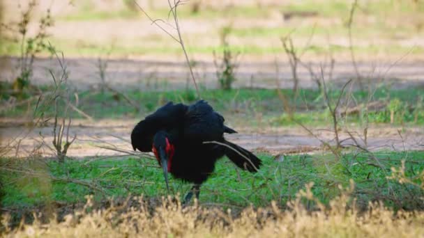 Adorable Southern Ground Hornbill Standing One Leg Eating Insects Grass — Vídeo de Stock