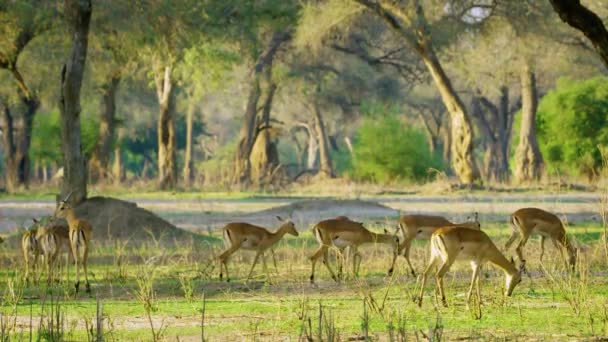 Hornless Deer Family Grazing Forest — стоковое видео
