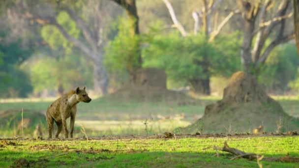 Hungry Wild African Dog Looking Hunting His Prey — Vídeo de stock