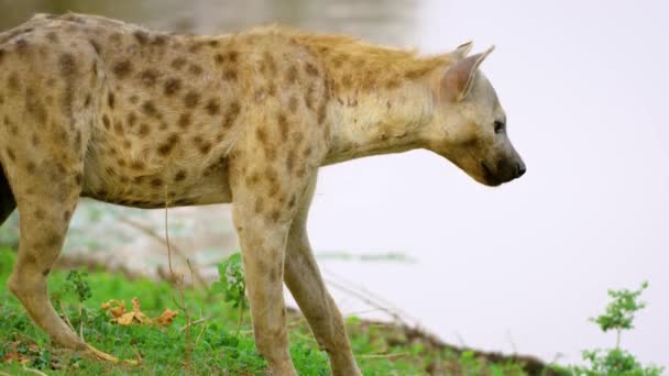Seekor Anjing Liar Afrika Yang Lapar Mencari Makanan Sungai — Stok Video