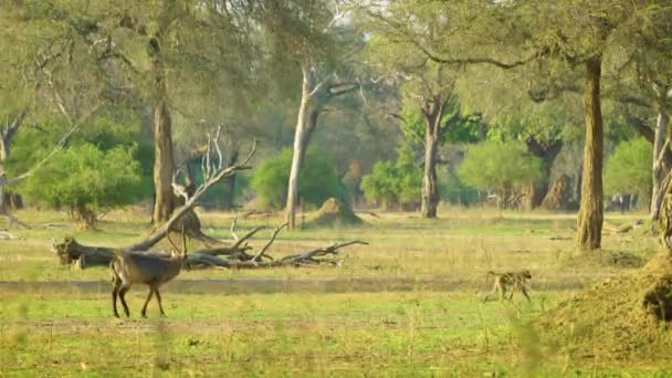Waterbuck Walking Monkey Forest — стоковое видео