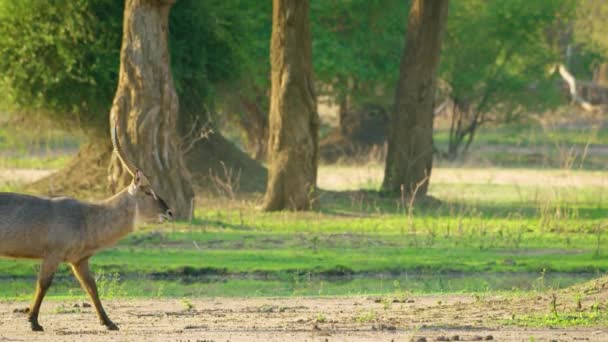 Beautiful Walk African Waterbuck Safari Africa — 图库视频影像