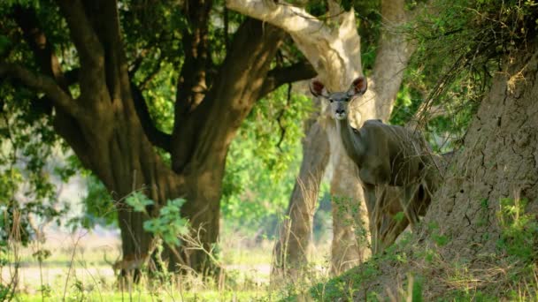 African Deer Close African Deer Looking Straight Camera — стоковое видео