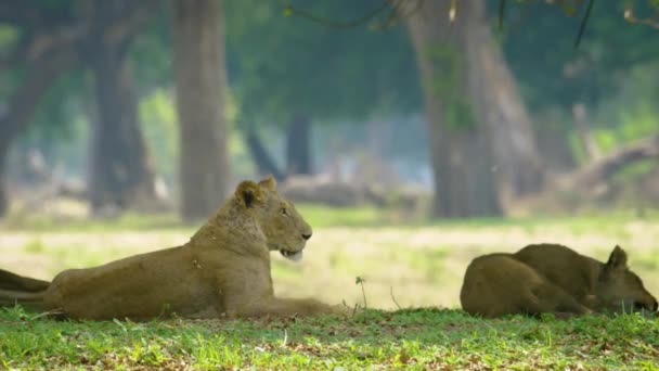 Sleeping Lion Forest Amazing Footage African Lion Family — 图库视频影像