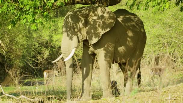 Beautiful African Wild Elephant Grazing Other Animals Forest Close African — Stok video