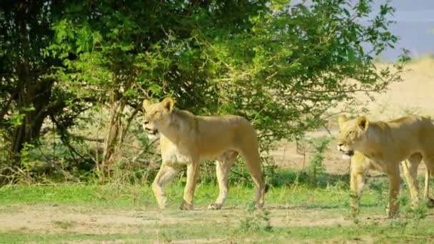 Proud Walk Lion Lioness Lion Family — Stockvideo