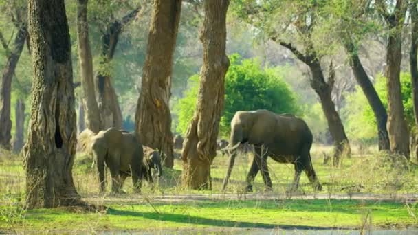 African Elephant Kenya Travel Kenya Animals Africa Family Elephants Safari — Video Stock