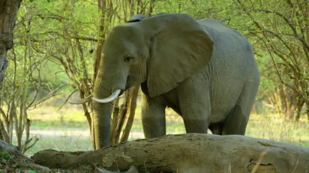 South Laguana Zambia Wild African Elephant Ivory Tusks Reaching Trunk Wideo Stockowe bez tantiem