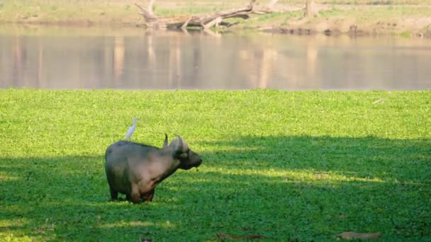 Big Horned Wild Water Buffalo Running Pond Scared Wild Buffalo — Video Stock