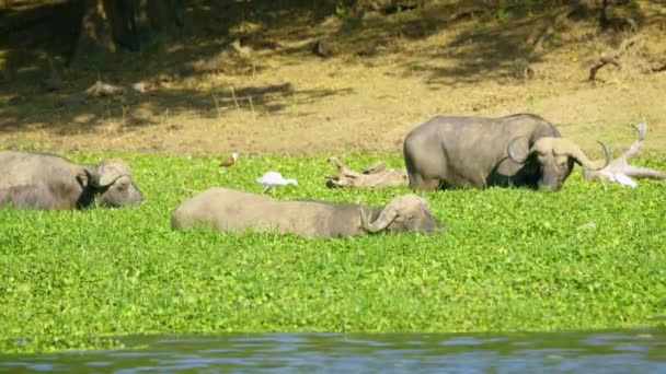 Three Big Horned Wild Water Buffaloes Cooling Small Mud Pond — Stockvideo